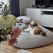 Moca participe au concours pour gagner de l'argent avec cette photo : dog, puppy, small_dog, beanbag, living_room, indoor, flower, bouquet, curtain, tv, furniture, wood_floor, rug, cute, pet, cozy, resting, brown_white_fur, shih_tzu, portrait