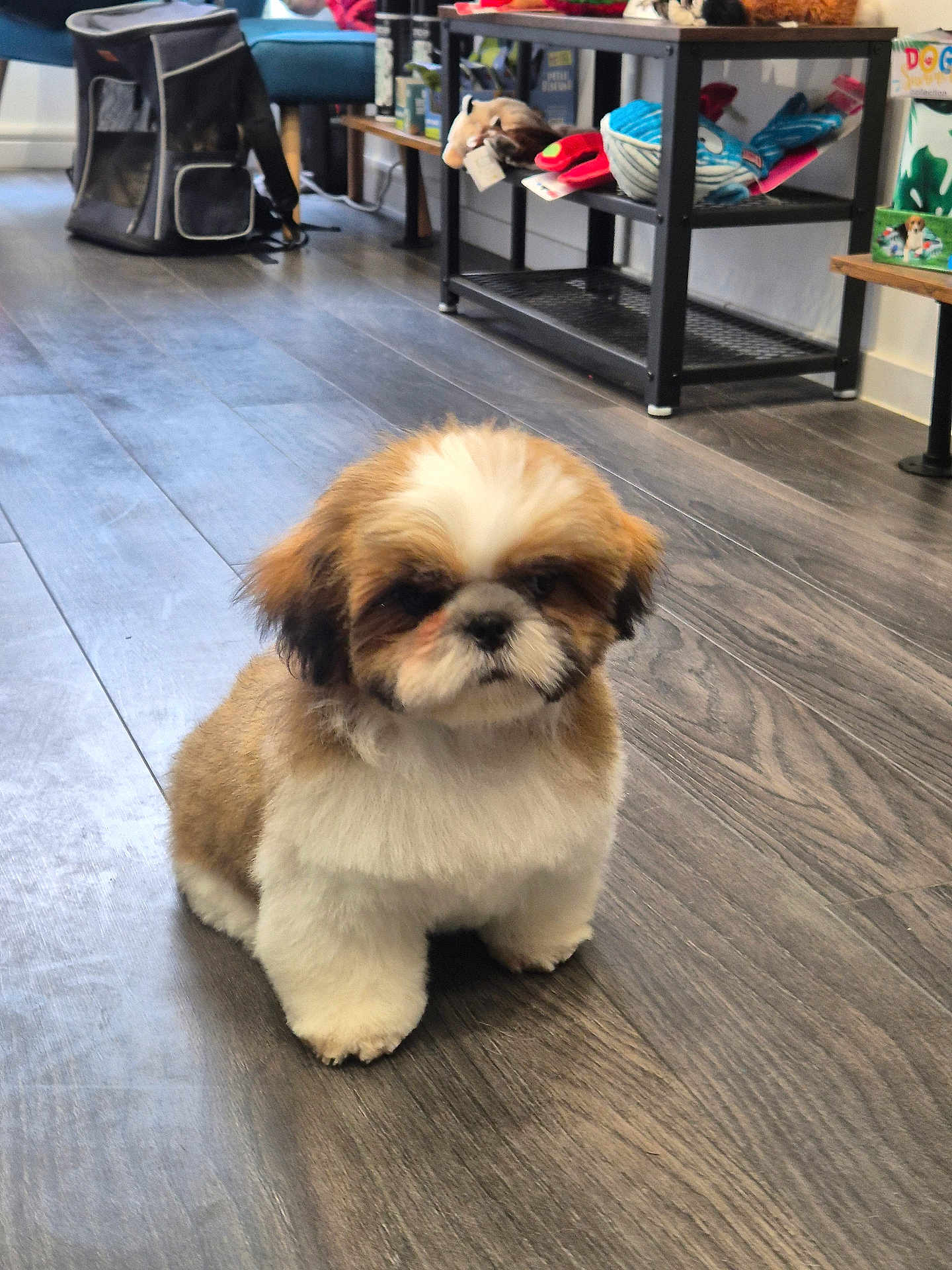 Moca participe au concours pour gagner de l'argent avec cette photo : puppy, dog, shih_tzu, pet, indoor, hardwood_floor, toy, shelf, carrier, sitting, fluffy, cute, portrait, grooming, paws, face, fur, small, shop, adorable