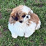 Moca a rejoint le concours — aidez-le/la à gagner de superbes lots ! dog, puppy, shih_tzu, fluffy, white_and_brown, fur, grass, lawn, outdoor, pet, cute, small_dog, portrait, sitting, eyes, snout, ears, paws, ground, adorable