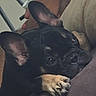 dog, french_bulldog, black_dog, pet, animal, canine, lying_down, sleepy, relaxed, indoor, couch, pillow, paw, large_ears, wrinkled_face, short_muzzle, portrait, close_up, home, funny