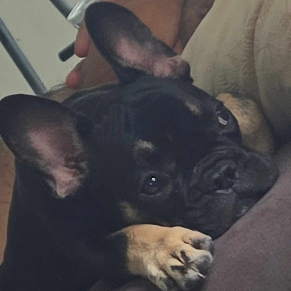 Binouze participe au concours pour gagner de l'argent avec cette photo : dog, french_bulldog, black_dog, pet, animal, canine, lying_down, sleepy, relaxed, indoor, couch, pillow, paw, large_ears, wrinkled_face, short_muzzle, portrait, close_up, home, funny