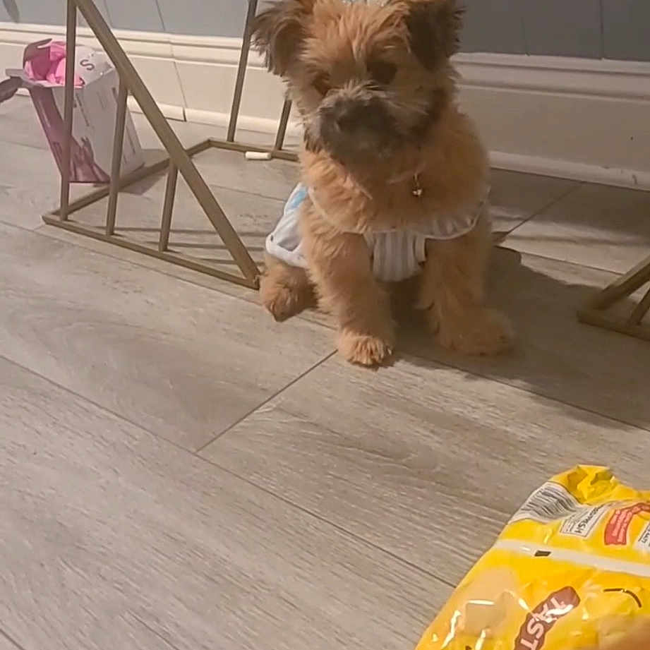 Zaya joined the competition — help win amazing prizes! canidae, carnivore, companion_dog, dog, dog_breed, dog_clothes, dog_supply, eyewear, fawn, floor, flooring, fur, hardwood, small_terrier, snout, sporting_group, sunglasses, toy_dog, wood, working_animal