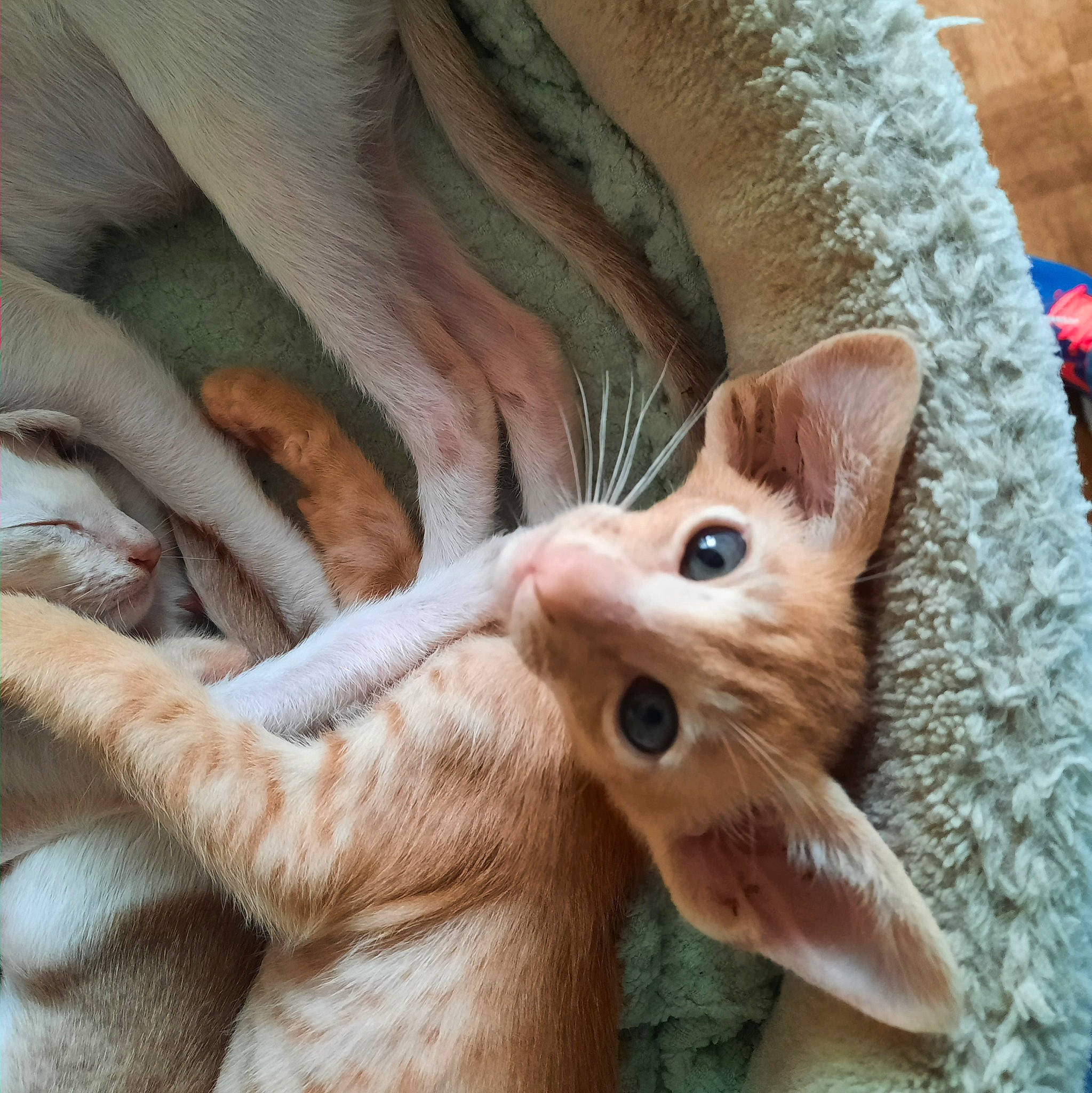 Strudel participe au concours pour gagner de l'argent avec cette photo : carnivore, cat, claw, close_up, comfort, domestic_short_haired_cat, ear, eye, eyelash, fawn, felidae, fur, human_leg, mammal, paw, small_to_medium_sized_cats, snout, tail, textile, whiskers