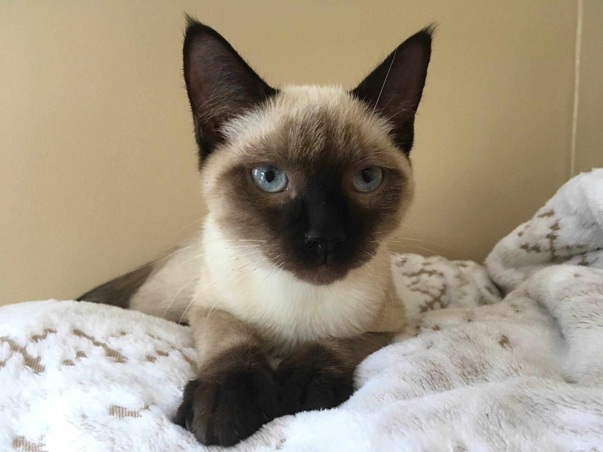 Olympe participe au concours pour gagner de l'argent avec cette photo : balinese, carnivore, cat, comfort, domestic_short_haired_cat, fawn, felidae, fur, iris, siamese, small_to_medium_sized_cats, snout, tail, terrestrial_animal, whiskers