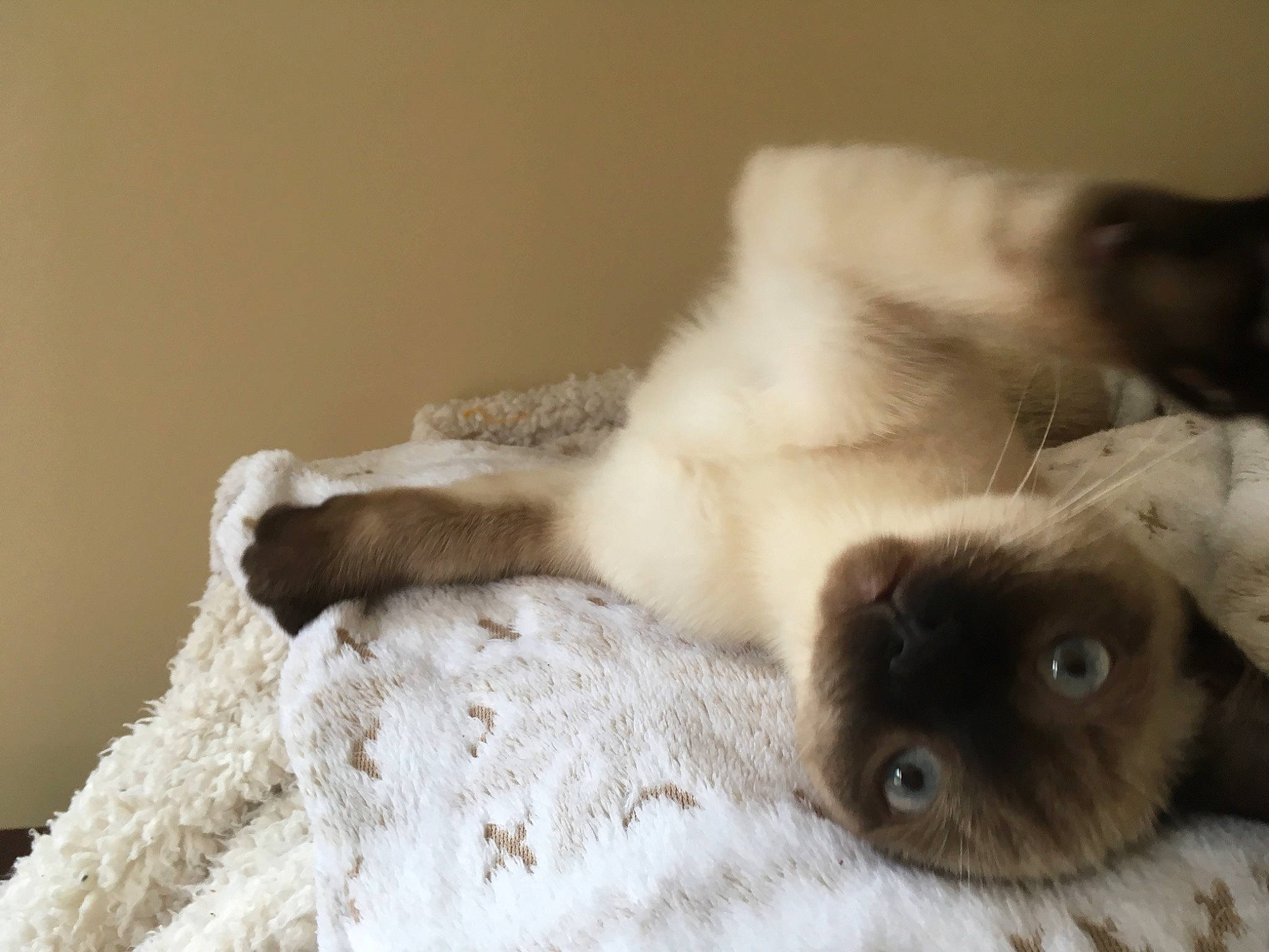 Olympe a rejoint le concours — aidez-le/la à gagner de superbes lots ! balinese, carnivore, cat, claw, close_up, comfort, companion_dog, dog_breed, domestic_short_haired_cat, fawn, felidae, fur, paw, siamese, small_to_medium_sized_cats, snout, terrestrial_animal, thai, whiskers, wildlife