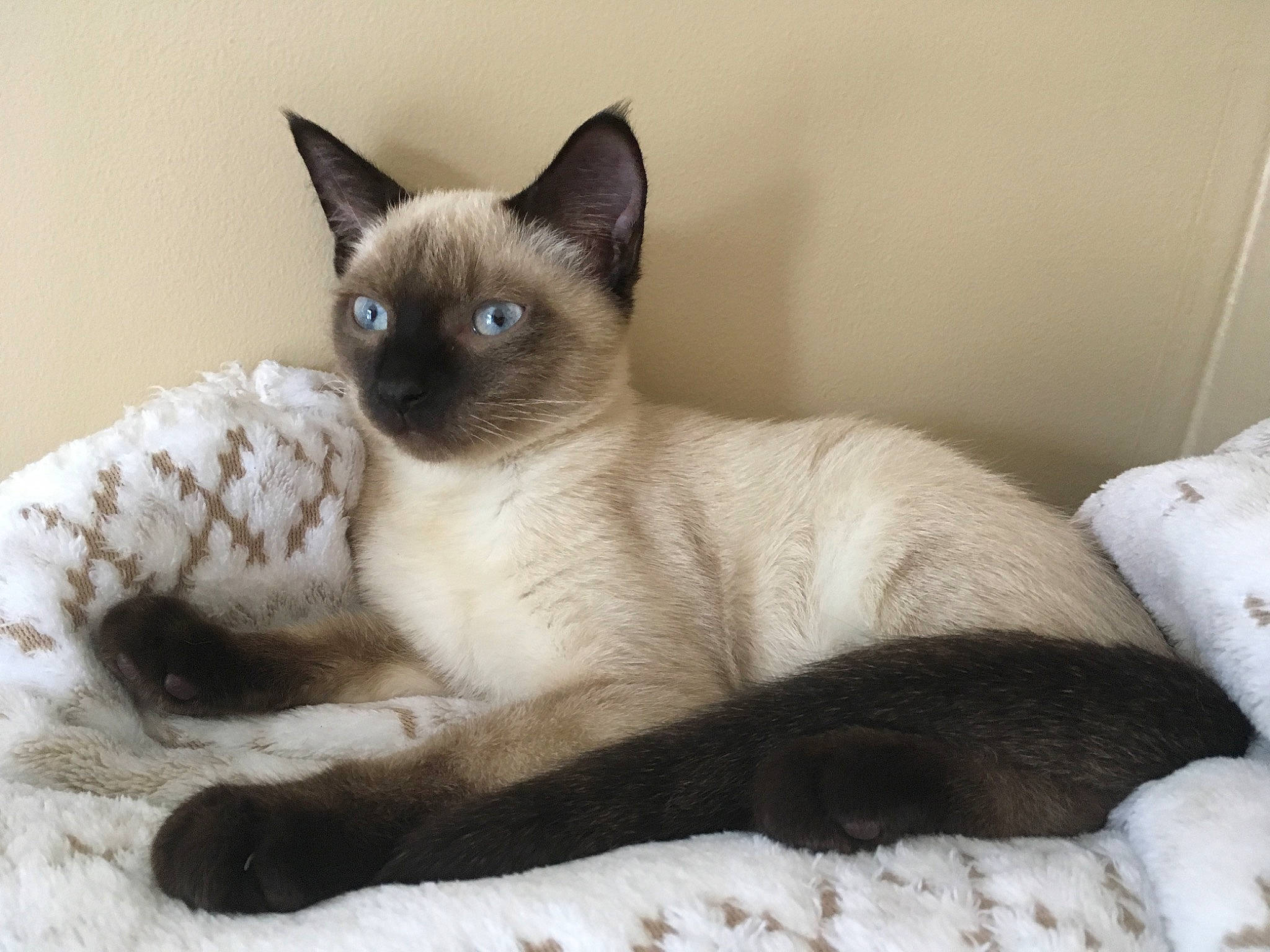 Olympe participe au concours pour gagner de l'argent avec cette photo : carnivore, cat, cat_supply, comfort, fawn, felidae, fur, pet_supply, siamese, small_to_medium_sized_cats, snout, tail, terrestrial_animal, whiskers