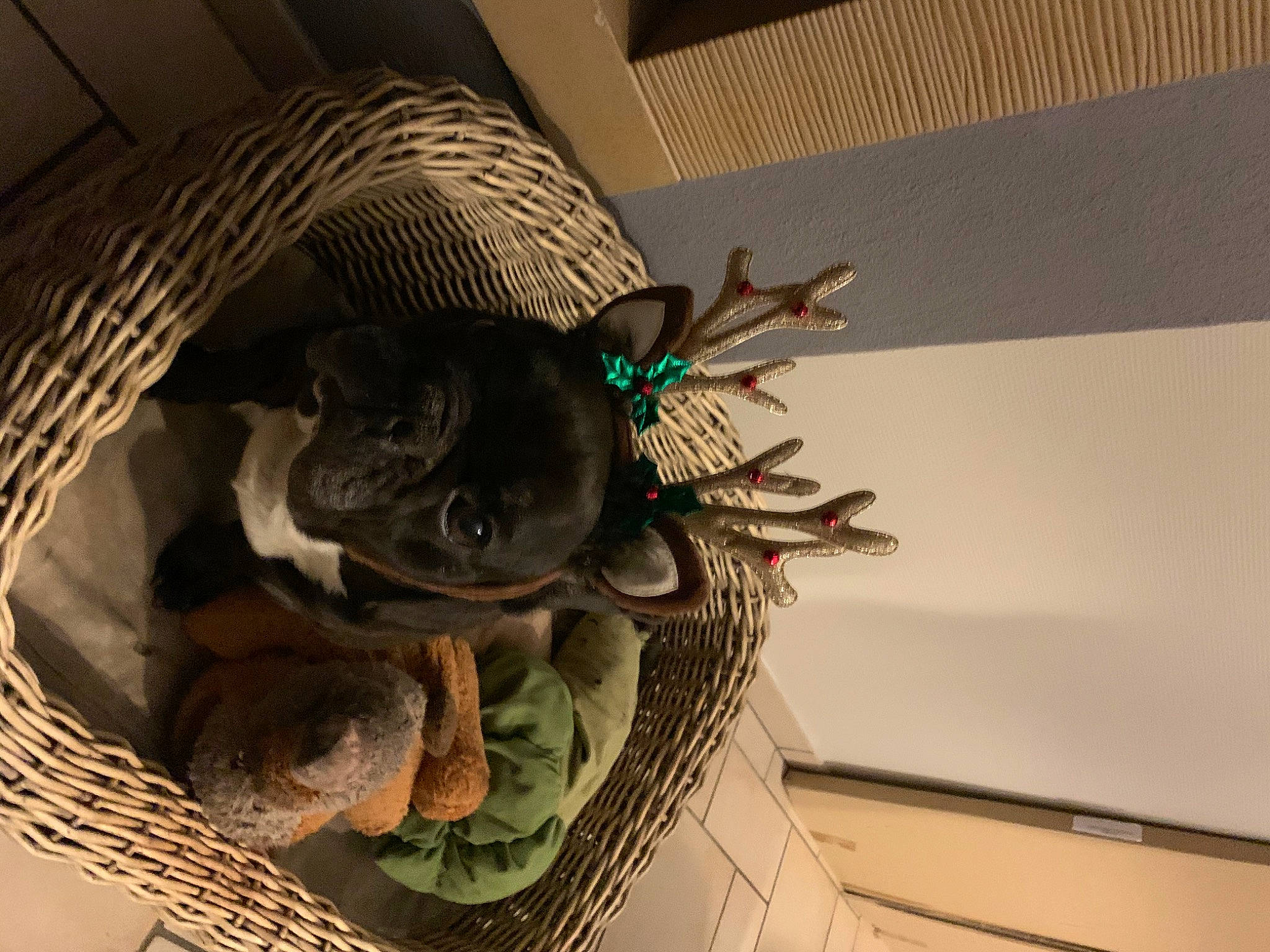 Cosmo a rejoint le concours — aidez-le/la à gagner de superbes lots ! carnivore, comfort, dog_breed, domestic_short_haired_cat, fawn, feather, felidae, flooring, fur, head, room, small_to_medium_sized_cats, snout, sporting_group, tail, toy, visual_arts, whiskers, wood, working_animal