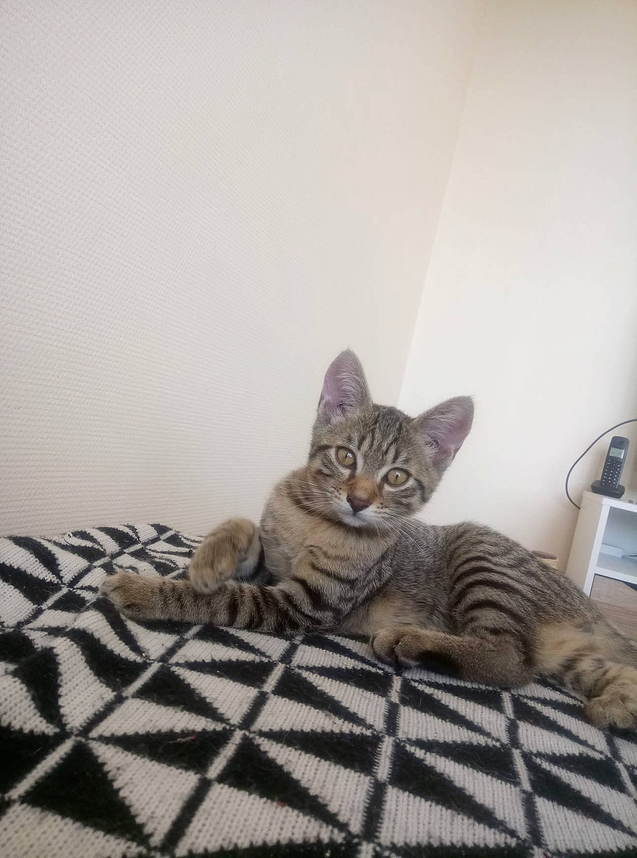 Bobo participe au concours pour gagner de l'argent avec cette photo : american_shorthair, asian, australian_mist, bengal, california_spangled, carnivore, cat, domestic_short_haired_cat, dragon_li, european_shorthair, felidae, kitten, mammal, ocicat, pixie_bob, room, small_to_medium_sized_cats, tabby_cat, vertebrate, whiskers