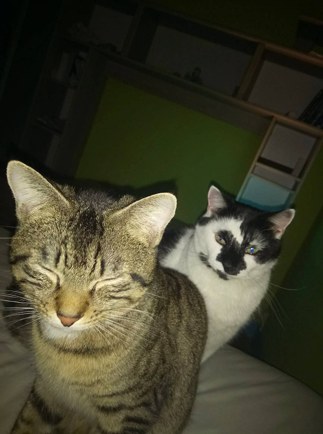 Bobo a rejoint le concours — aidez-le/la à gagner de superbes lots ! aegean_cat, american_wirehair, asian, carnivore, cat, domestic_short_haired_cat, european_shorthair, eye, felidae, kitten, mammal, ojos_azules, small_to_medium_sized_cats, tabby_cat, whiskers