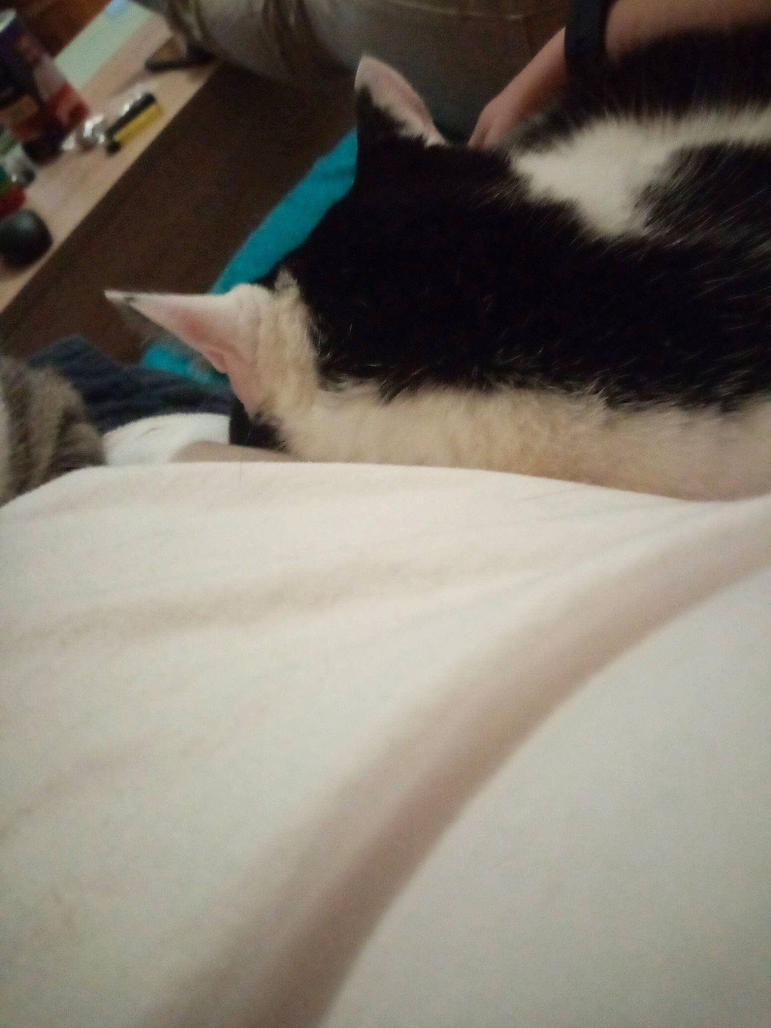 Bobo participe au concours pour gagner de l'argent avec cette photo : carnivore, cat, ear, eye, felidae, fur, kitten, leg, nap, sky, sleep, small_to_medium_sized_cats, tail, whiskers