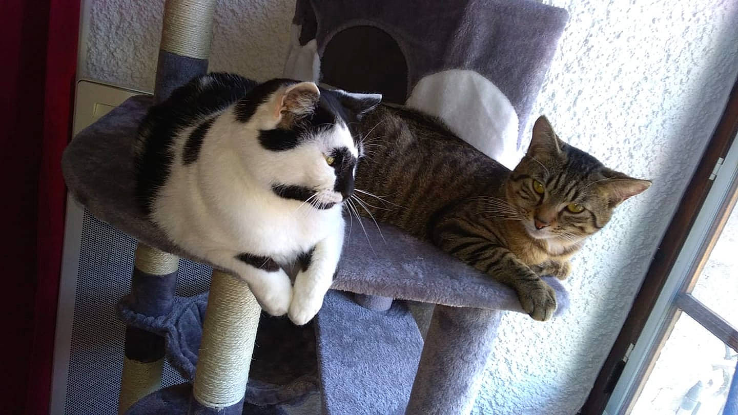 Bobo participe au concours pour gagner de l'argent avec cette photo : aegean_cat, american_shorthair, american_wirehair, asian, carnivore, cat, domestic_short_haired_cat, dragon_li, european_shorthair, felidae, fur, kitten, mammal, paw, polydactyl_cat, small_to_medium_sized_cats, tabby_cat, tail, vertebrate, whiskers