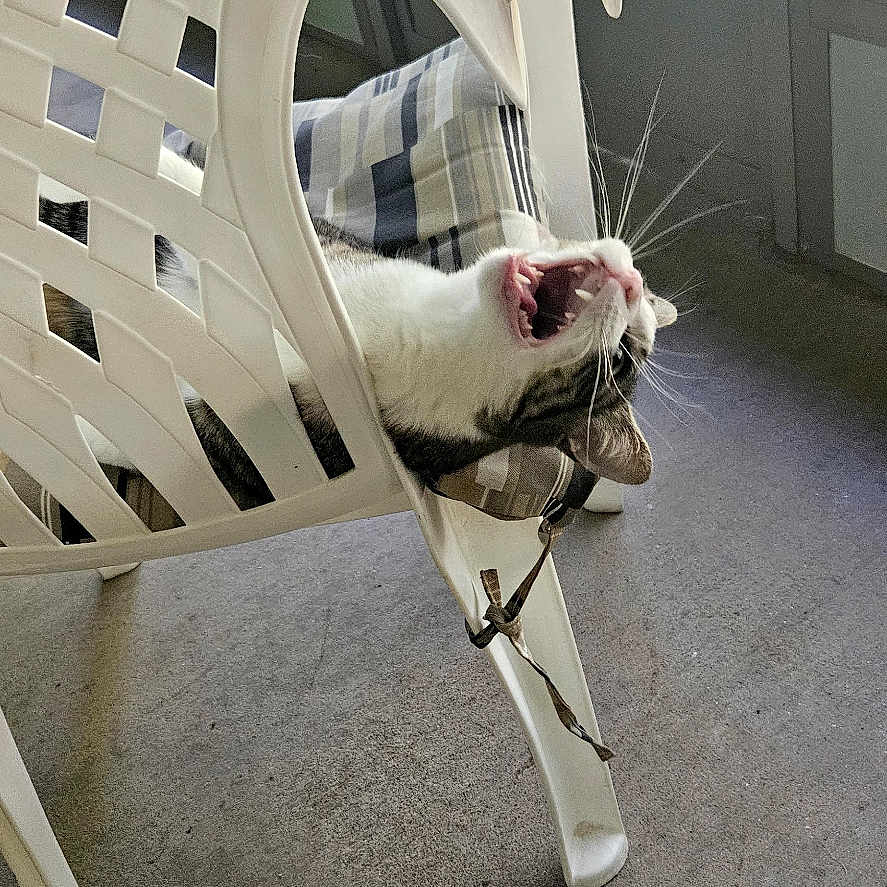 Oscar