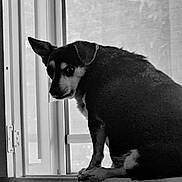Jesse is registered to the contest to win money with this photo: dog, black_and_white, window, windowsill, pet, animal, indoor, looking_back, sitting, fur, ears, face, shadow, light, monochrome, home, curtain, expression, quiet, still_life