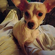 Dobby is registered to the contest to win money with this photo: dog, small_dog, ears, bed_sheet, indoor, pet, animal, white_fur, curious, sitting, closeup, dim_light, shadow, collar, canine, domestic_animal, cute, face, fur, companion