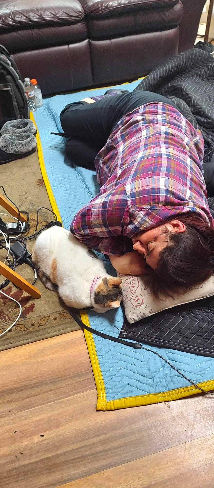 Pebbles is registered to the contest to win money with this photo: artist, bag, beard, canidae, comfort, companion_dog, dog_breed, felidae, fun, fur, green, luggage_and_bags, pattern, plaid, sitting, small_to_medium_sized_cats, sporting_group, tartan, tire, vacation