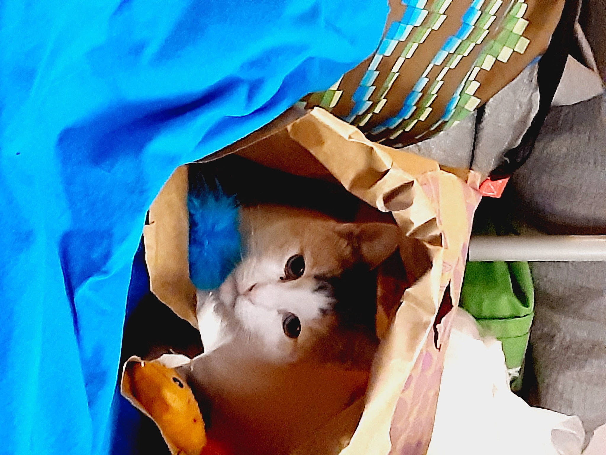 Pebbles joined the competition — help win amazing prizes! canidae, cardboard, carnivore, cat, child, companion_dog, electric_blue, fawn, felidae, fur, linens, paper, paper_product, plush, room, small_to_medium_sized_cats, stuffed_toy, teddy_bear, toy, whiskers