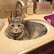 Toby is registered to the contest to win money with this photo: cat, tabby_cat, sink, bathroom, countertop, faucet, soap_dispenser, towel, domestic, pet, gray_cat, curious, indoor, fur, whiskers, collar, tag, relaxed, looking_at_camera, closeup