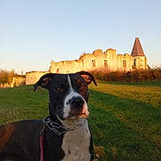 Vicky participe au concours pour gagner de l'argent avec cette photo : alert, animal, black_and_white, building, church, collar, daylight, dog, field, grass, landscape, leash, nature, outdoor, pet, portrait, ruins, sky, sunset, tower