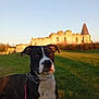 alert, animal, black_and_white, building, church, collar, daylight, dog, field, grass, landscape, leash, nature, outdoor, pet, portrait, ruins, sky, sunset, tower