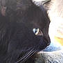 black_cat, close_up, side_profile, green_eyes, whiskers, fur, pet, animal, domestic_cat, indoor, resting, blanket, soft_texture, curious, face, portrait, looking_away, feline, cute, cozy