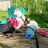 cat, feline, white_cat, brown_patches, outdoor, garden, sunny, table, wooden_table, chair, harness, leash, water_bottle, strawberries, keys, picnic, backyard, grass, trees, portrait