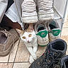 Maya a rejoint le concours — aidez-le/la à gagner de superbes lots ! cat, kitten, animal, pet, white_cat, orange_patches, green_eyes, sitting, shoe_rack, sneakers, shoes, footwear, indoor, tile_floor, home, closet, closeup, portrait, looking_at_camera, funny