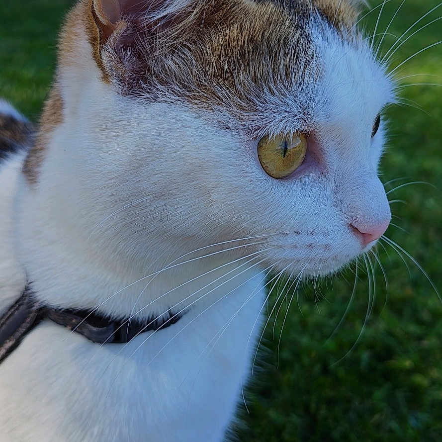 Maya participe au concours pour gagner de l'argent avec cette photo : cat, animal, pet, white_fur, tabby, green_eyes, whiskers, collar, outdoor, grass, garden, portrait, close_up, profile, sitting, alert, feline, fur, nature, lock_screen