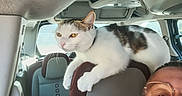 Maya participe au concours pour gagner de l'argent avec cette photo : cat, person, car, interior, headrest, seat, pet, feline, white_cat, tabby, orange_eyes,  whiskers, ears, animal, road_trip, vehicle, passenger, selfie, indoors, daylight