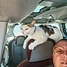 cat, person, car, interior, headrest, seat, pet, feline, white_cat, tabby, orange_eyes,  whiskers, ears, animal, road_trip, vehicle, passenger, selfie, indoors, daylight