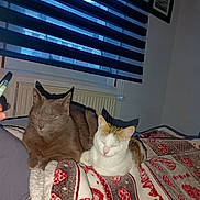 Raoul participe au concours pour gagner de l'argent avec cette photo : bed, blanket, blinds, brown_cat, cats, closed_eyes, cuddling, felines, heart_pattern, home_decor, indoors, orange_cat, pets, radiator, relaxed, sleeping, sleepy, two_cats, white_cat, window