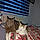 Raoul
