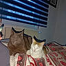 bed, blanket, blinds, brown_cat, cats, closed_eyes, cuddling, felines, heart_pattern, home_decor, indoors, orange_cat, pets, radiator, relaxed, sleeping, sleepy, two_cats, white_cat, window