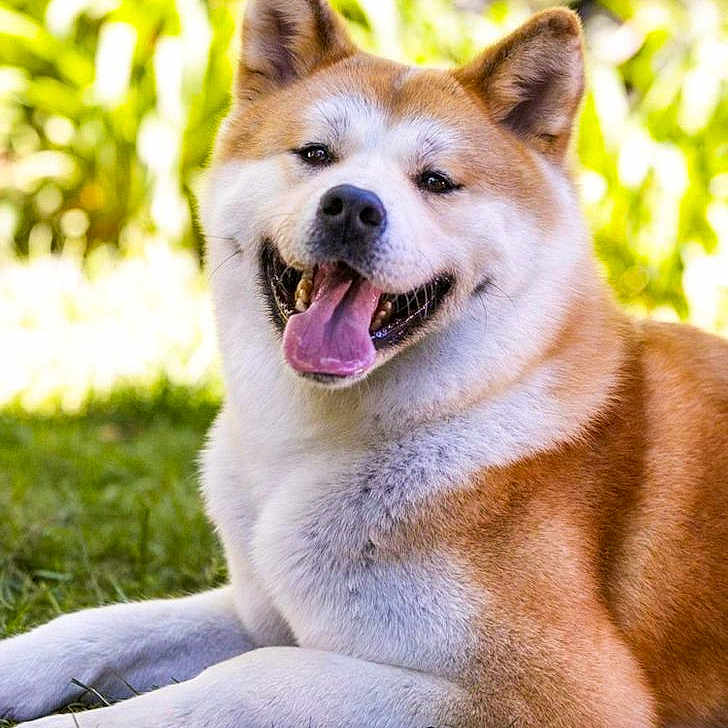 Sed Asperiores Aperi