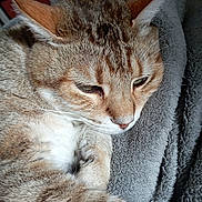 Tigrou participe au concours pour gagner de l'argent avec cette photo : cat, tabby, close_up, pet, feline, fur, whiskers, ears, sleepy, resting, blanket, gray, soft_texture, cozy, indoor, animal, cute, face, relaxed, comfort