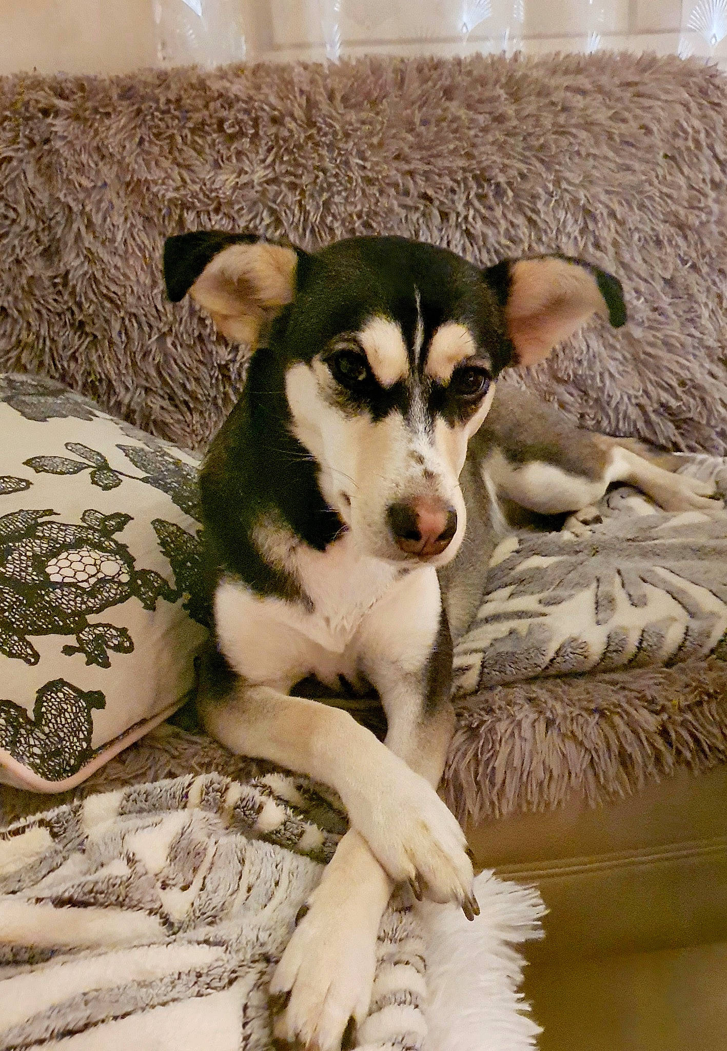 Shina participe au concours pour gagner de l'argent avec cette photo : ancient_dog_breeds, canidae, carnivore, comfort, companion_dog, dog, dog_breed, fur, linens, paw, puppy, siberian_husky, sled_dog, snout, sporting_group, terrestrial_animal, toy_dog, whiskers, working_animal, working_dog