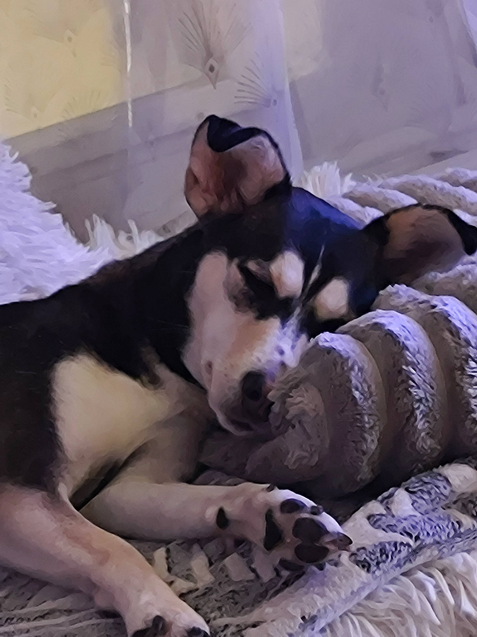 Shina a rejoint le concours — aidez-le/la à gagner de superbes lots ! canidae, carnivore, comfort, companion_dog, dog, dog_breed, fawn, felidae, fur, linens, nap, non_sporting_group, paw, small_to_medium_sized_cats, sporting_group, terrestrial_animal, textile, whiskers, working_animal, working_dog