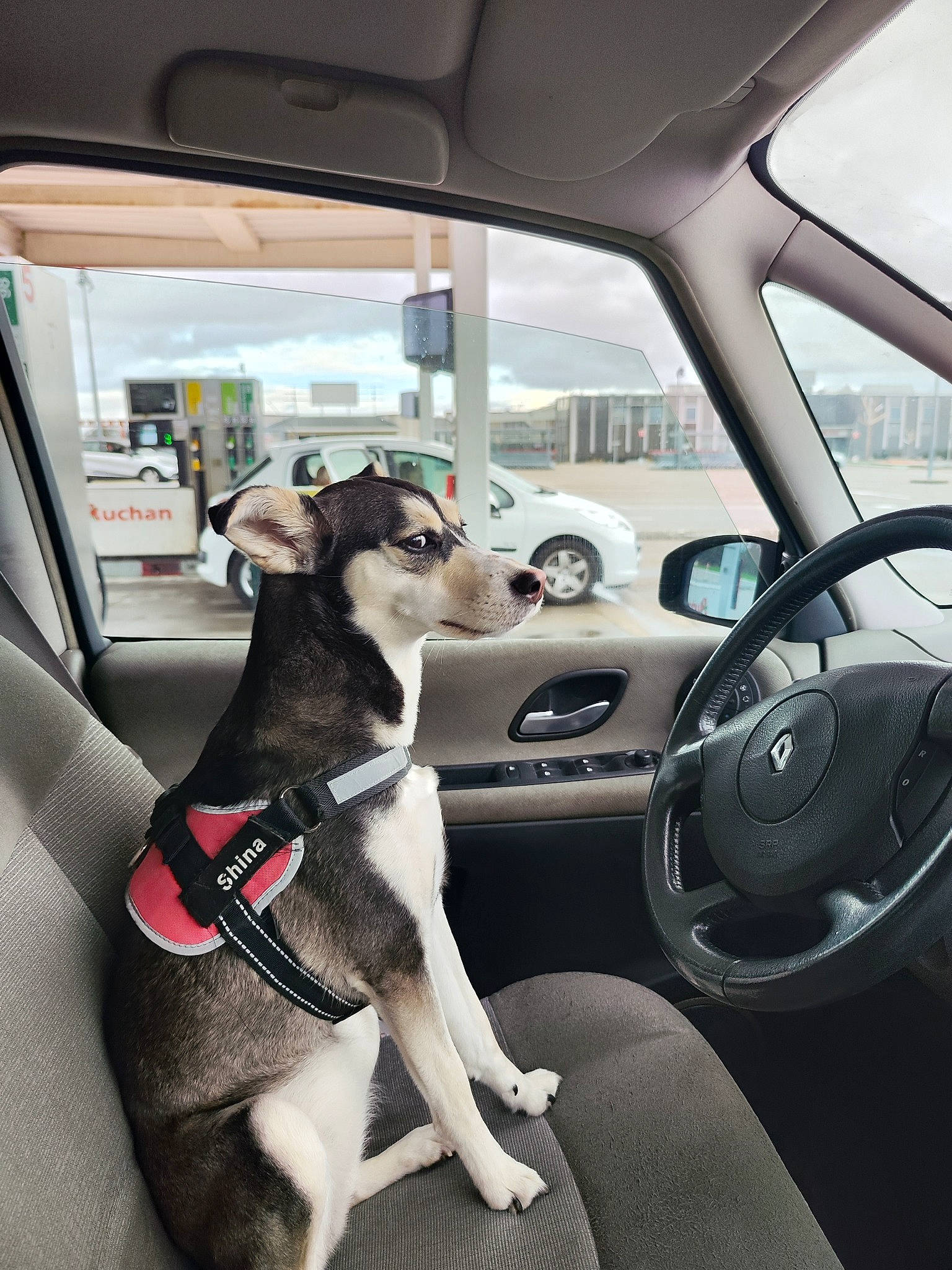 Shina participe au concours pour gagner de l'argent avec cette photo : auto_part, automotive_design, automotive_exterior, automotive_mirror, automotive_wheel_system, car, car_seat, car_seat_cover, carnivore, companion_dog, dog, family_car, land_vehicle, mode_of_transport, motor_vehicle, personal_luxury_car, steering_part, steering_wheel, vehicle, vehicle_door