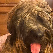 Alba a rejoint le concours — aidez-le/la à gagner de superbes lots ! dog, shaggy_dog, tongue_out, close_up, pet, fur, brown_fur, muzzle, nose, indoor, wood_paneling, canine, long_hair, friendly, portrait, whiskers, hairy, cute, warm_lighting, black_nose