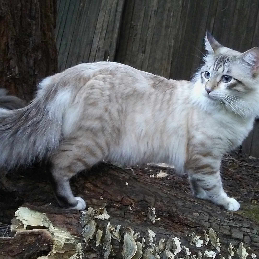 Bubula is registered to the contest to win money with this photo: alert, animal, cat, curious, domestic_cat, fluffy, fur, log, mammal, moss, nature, outdoor, pet, quiet, side_view, standing, tail, tree, wildlife, wooden_fence
