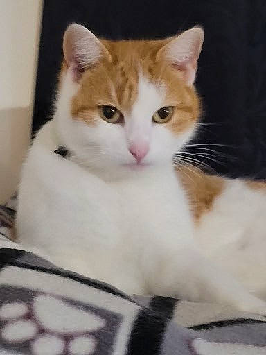 Nénette a rejoint le concours — aidez-le/la à gagner de superbes lots ! box, carnivore, cat, claw, comfort, domestic_short_haired_cat, fawn, felidae, fur, iris, paw, sitting, small_to_medium_sized_cats, snout, tail, whiskers, window, wood