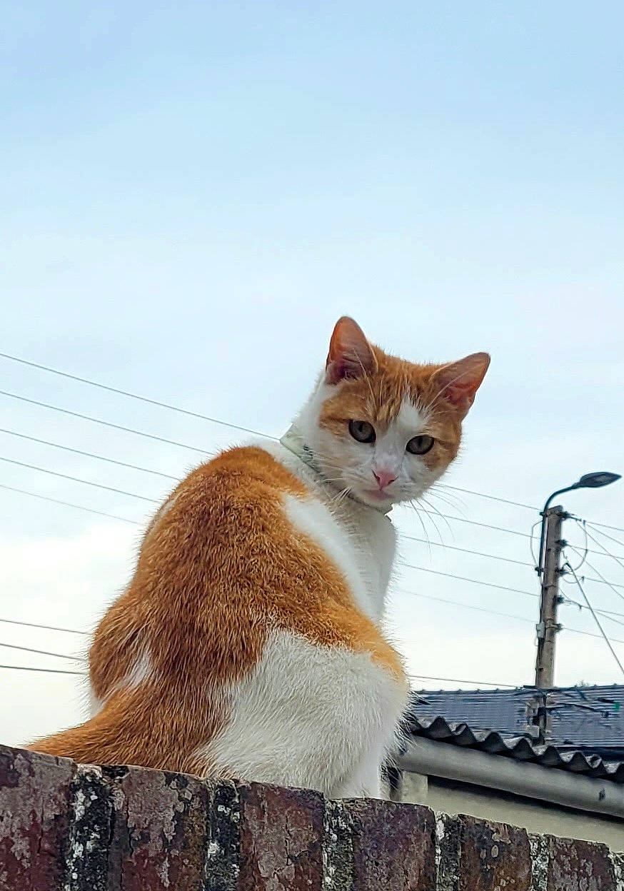 Nénette a rejoint le concours — aidez-le/la à gagner de superbes lots ! art, carnivore, cat, cloud, domestic_short_haired_cat, eye, fawn, felidae, fur, road_surface, roof, sitting, sky, small_to_medium_sized_cats, snout, street_light, tail, whiskers, wood