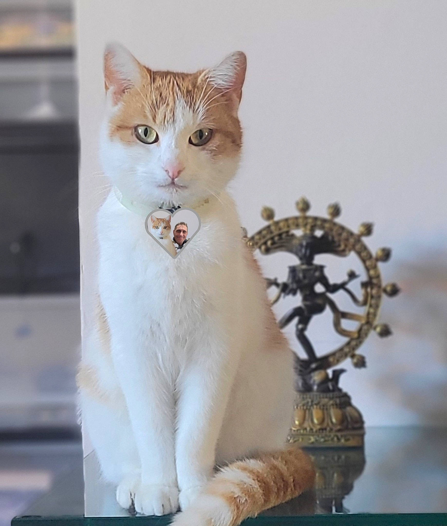 Nénette participe au concours pour gagner de l'argent avec cette photo : carnivore, cat, domestic_short_haired_cat, eye, fawn, felidae, fur, paw, pet_supply, sitting, small_to_medium_sized_cats, tail, whiskers, window