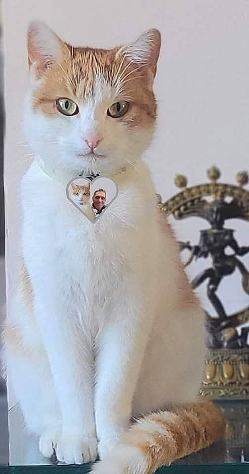 Nénette a rejoint le concours — aidez-le/la à gagner de superbes lots ! carnivore, cat, collar, domestic_short_haired_cat, fawn, felidae, fur, paw, small_to_medium_sized_cats, tail, terrestrial_animal, whiskers, window