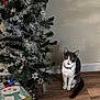 animal, cat, celebration, christmas_tree, collar, curious, decoration, festive, floor, gift_box, holiday, home, indoor, pet, seasonal, sitting, snowman, tinsel, wall, wooden_floor