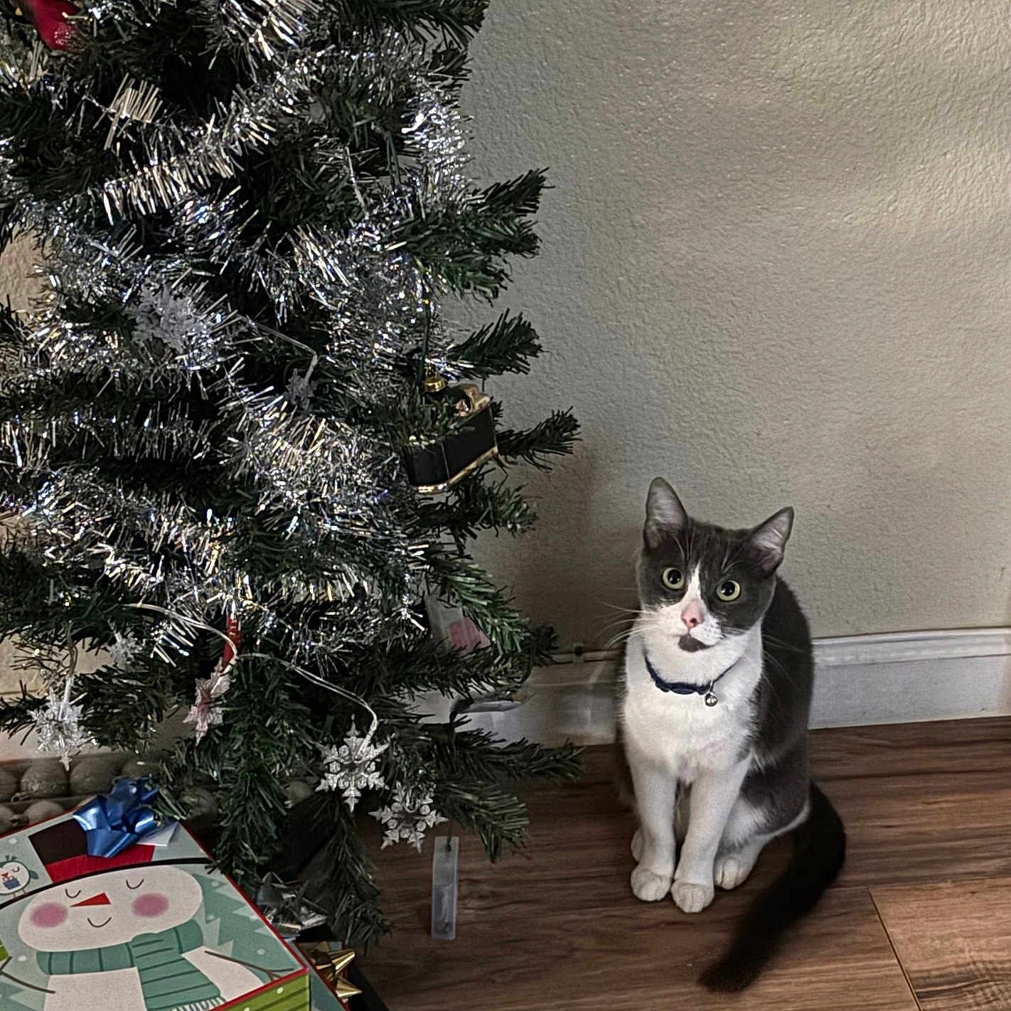 Billie Joe Megatron joined the competition — help win amazing prizes! animal, cat, celebration, christmas_tree, collar, curious, decoration, festive, floor, gift_box, holiday, home, indoor, pet, seasonal, sitting, snowman, tinsel, wall, wooden_floor