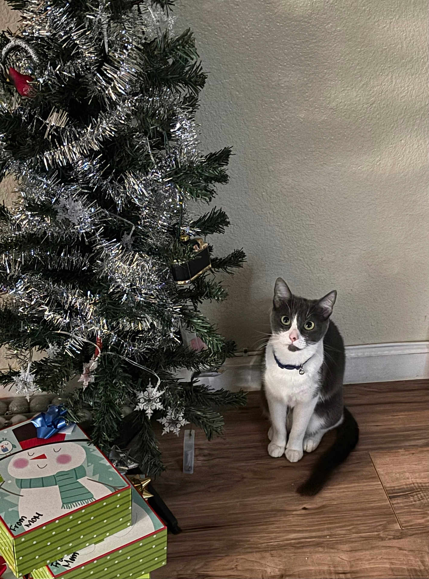 Billie Joe Megatron joined the competition — help win amazing prizes! animal, cat, celebration, christmas_tree, collar, curious, decoration, festive, floor, gift_box, holiday, home, indoor, pet, seasonal, sitting, snowman, tinsel, wall, wooden_floor