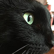 Jazz a rejoint le concours — aidez-le/la à gagner de superbes lots ! black, black_cat, bombay, cat, cat_like_mammal, close_up, domestic_long_haired_cat, domestic_short_haired_cat, eye, fauna, fur, macro_photography, mammal, nebelung, organ, small_to_medium_sized_cats, snout, whiskers
