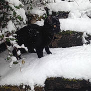 Nelson a rejoint le concours — aidez-le/la à gagner de superbes lots ! blizzard, dog_breed_group, freezing, geological_phenomenon, snow, winter