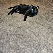Mana is registered to the contest to win money with this photo: cat, black_cat, pet, animal, indoor, carpet, feline, relaxed, lying_down, mammal, whiskers, ears, tail, eyes, collar, home, floor, domestic_animal, cute, resting