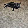 cat, black_cat, pet, animal, indoor, carpet, feline, relaxed, lying_down, mammal, whiskers, ears, tail, eyes, collar, home, floor, domestic_animal, cute, resting